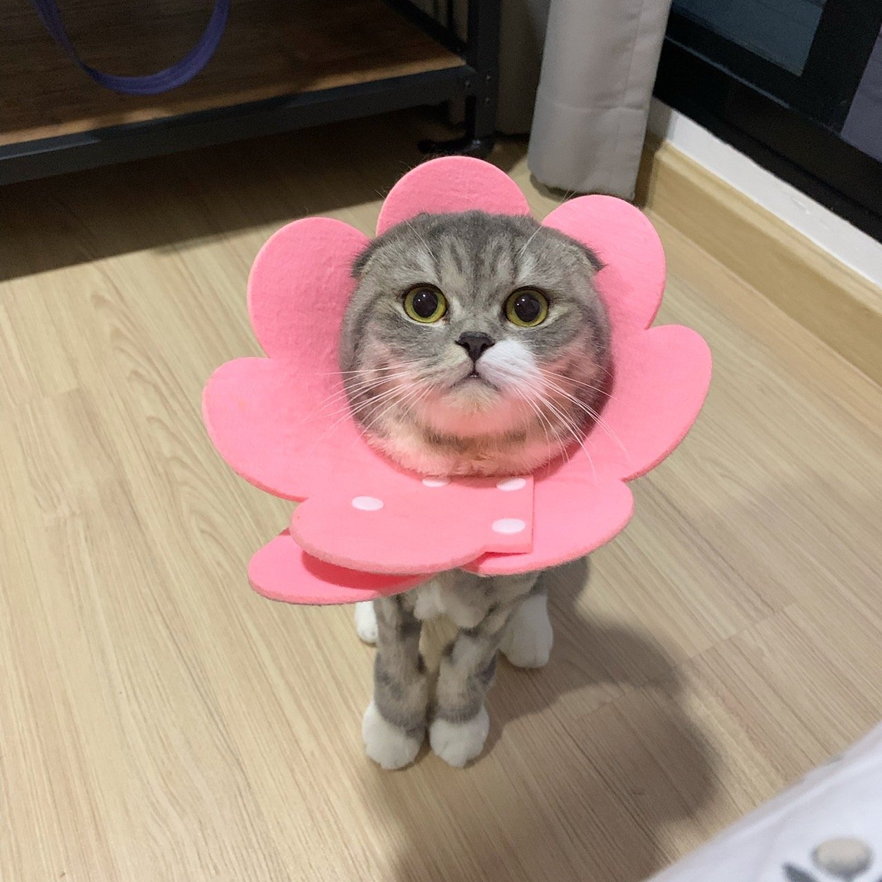 คุณหมอช่วยทีโมนด้วยค่า อยู่ๆทีโมนก็ขนร่วง >< คุณหมอช่วยทีโมนด้วยค่า อยู่ๆทีโมนก็ขนร่วง ><